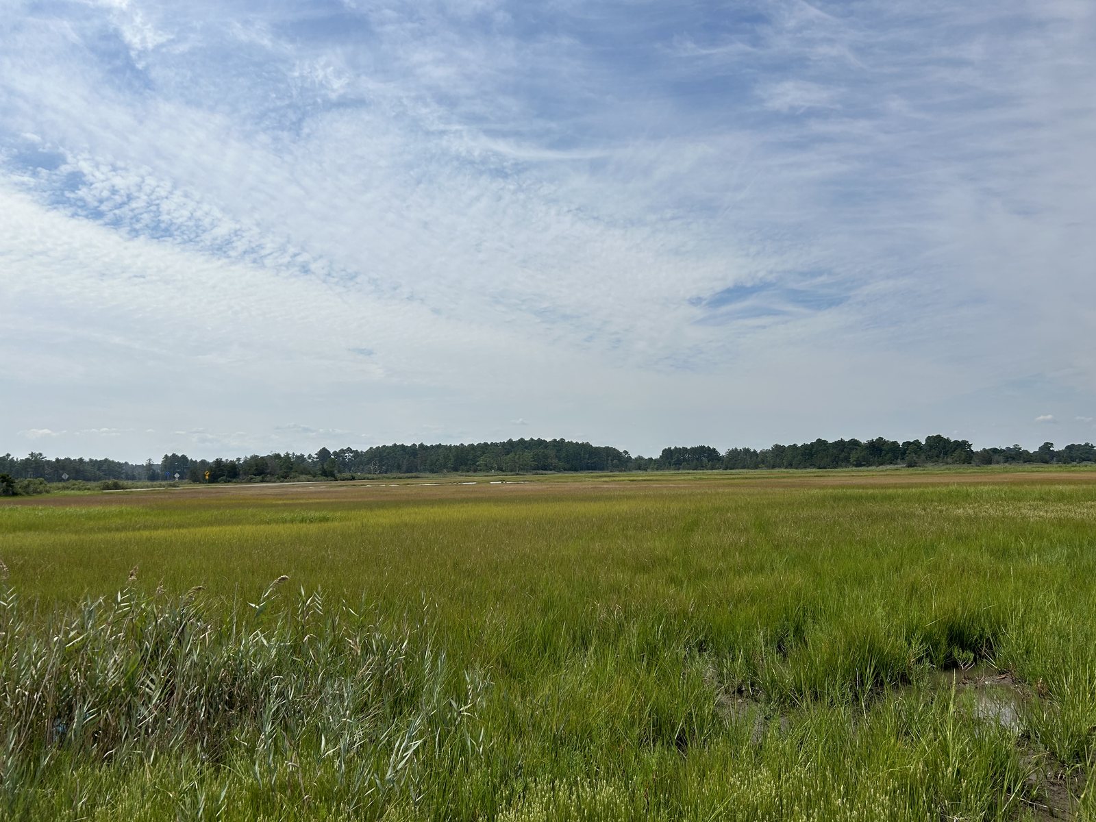 Marshland along the Broadkill River